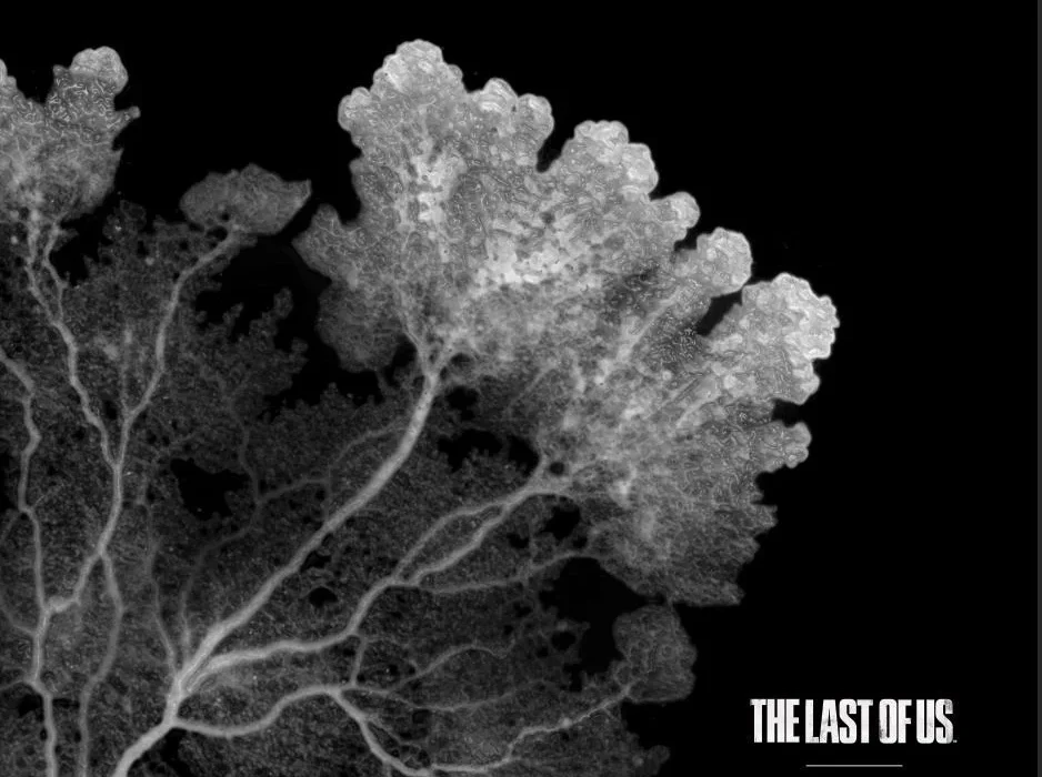 Pearl Jam - The Last Of Us